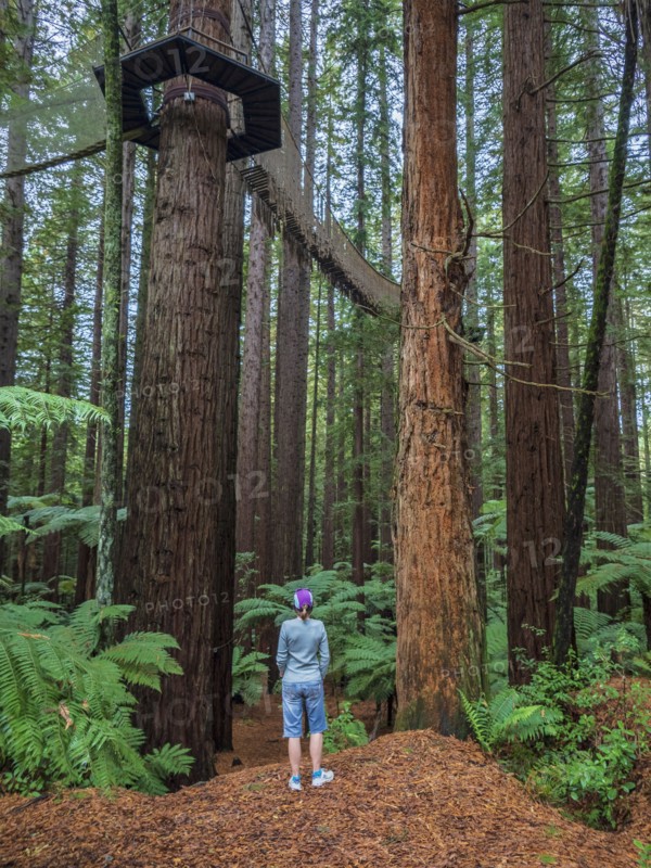 Hiker standing in redwood forest