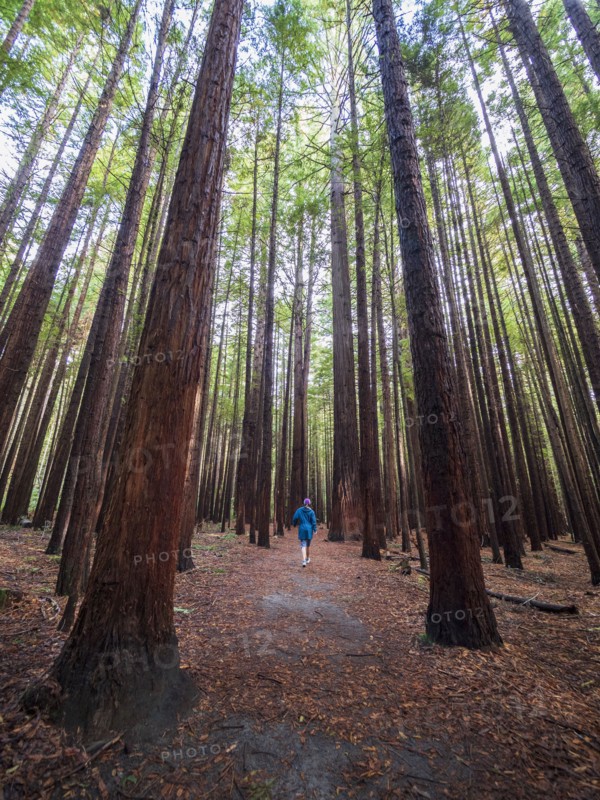 Person hiking in redwood forest