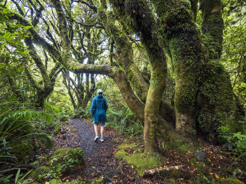 Hiker walking in forest