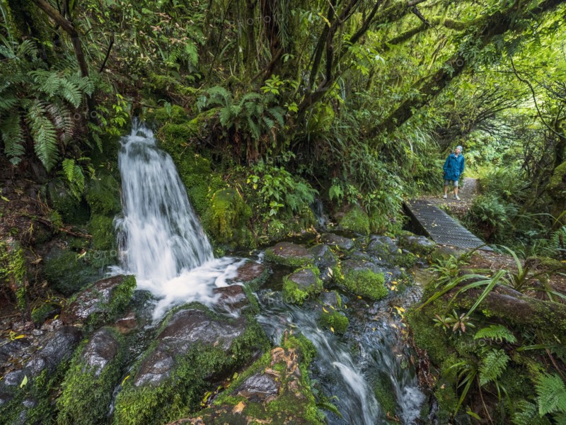 Hiker walking in forest