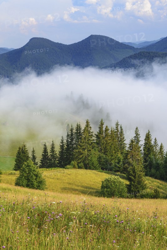 Foggy rolling landscape in Carpathian Mountains