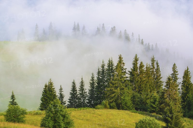 Foggy rolling landscape in Carpathian Mountains