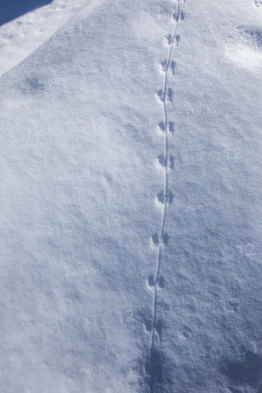 Close-up of animals tracks in snow