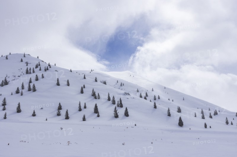 Fir trees growing on ski slope