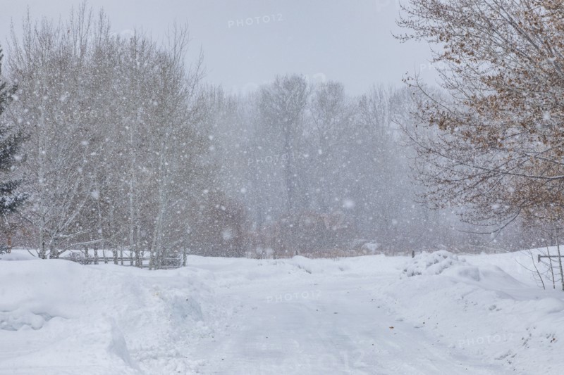 Forest road during blizzard in winter