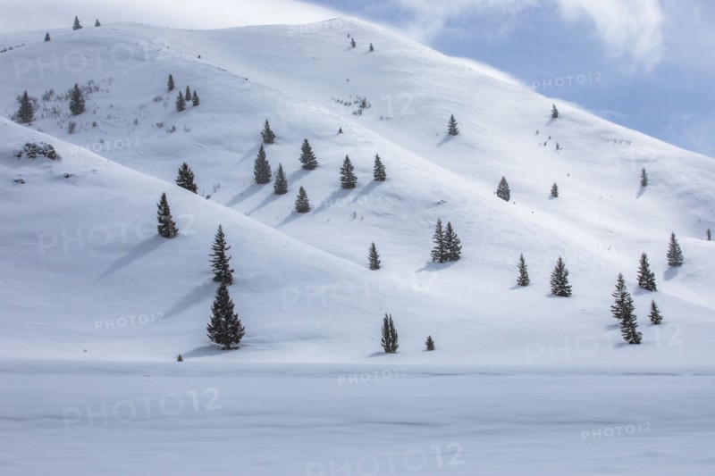Fir trees growing on ski slope