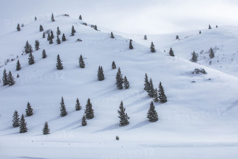 Fir trees growing on ski slope
