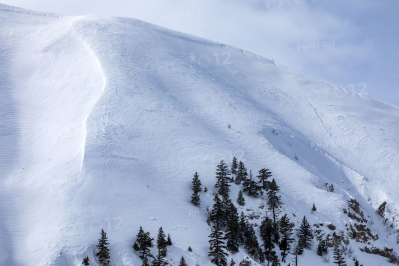 Fir trees growing on ski slope
