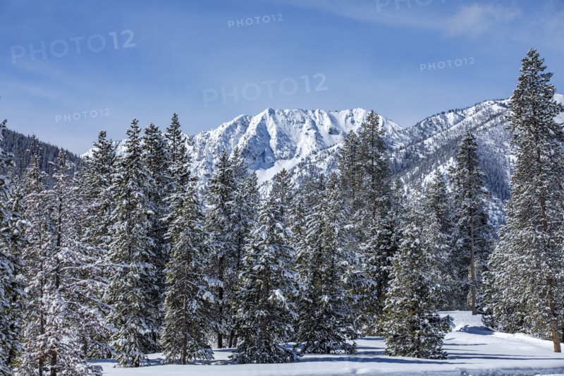 Snow-covered mountain peaks and trees