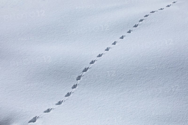 Pattern of animal tracks in snow