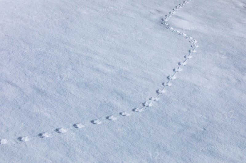 Animal footprints in snow
