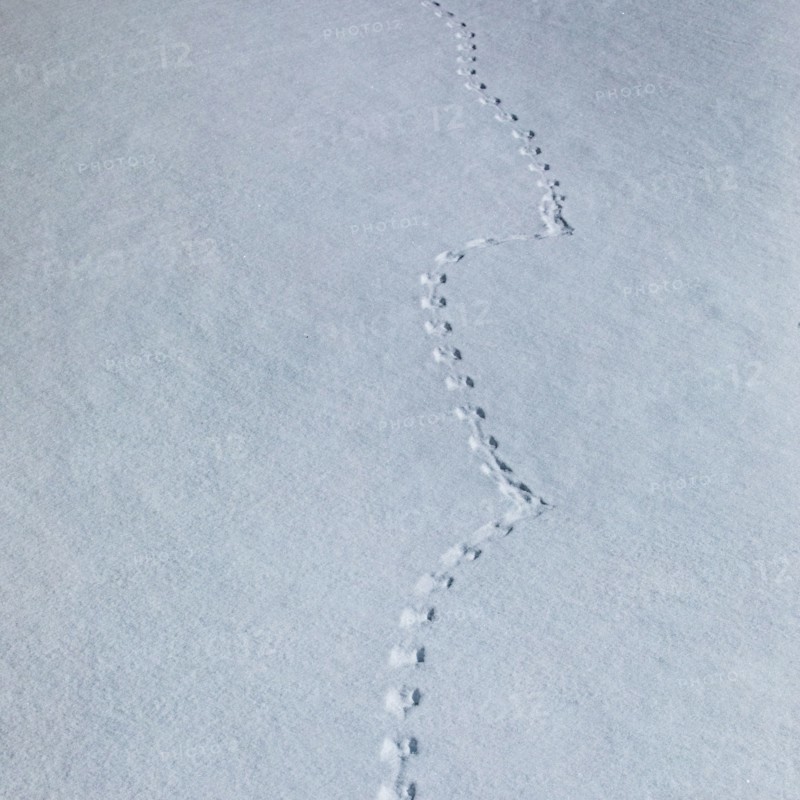 Animal footprints in snow
