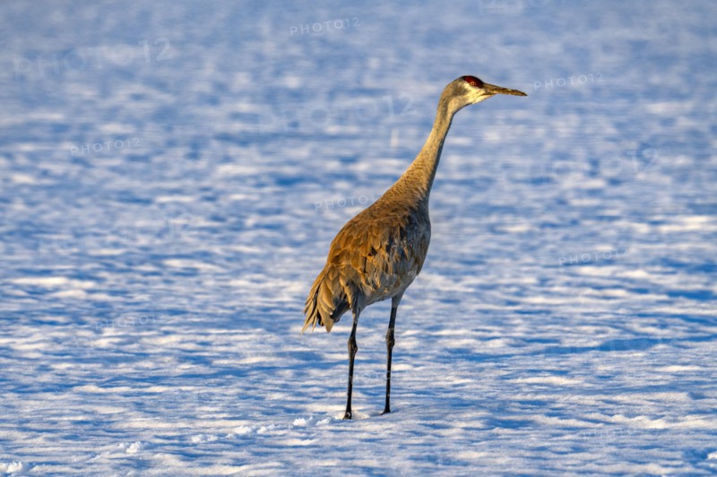 Crane standing in snow