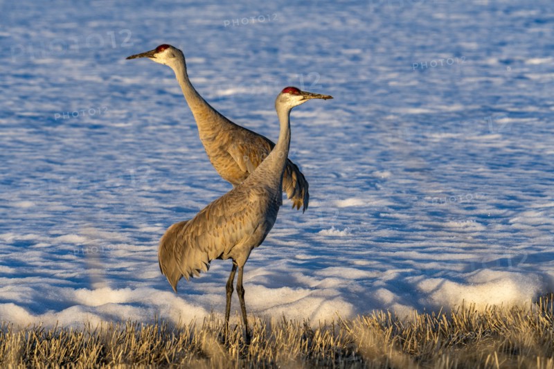 Cranes standing on ground at late spring
