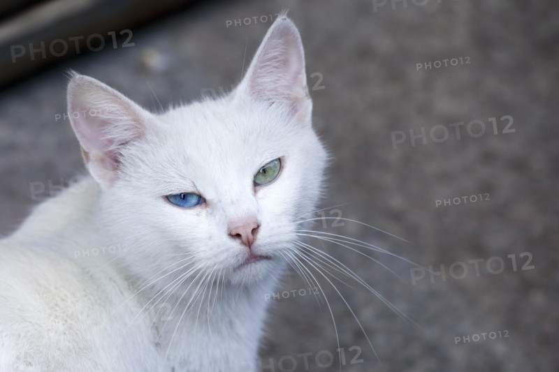 White cat with heterochromia looking at camera