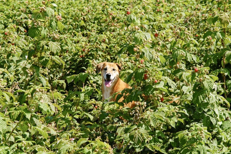 Playful dog in raspberry patch at farm