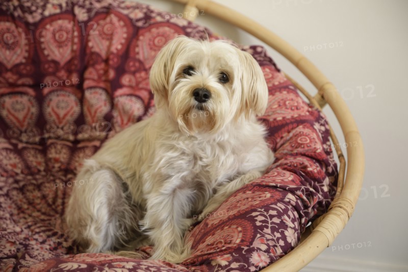West Highland terrier resting in armchair