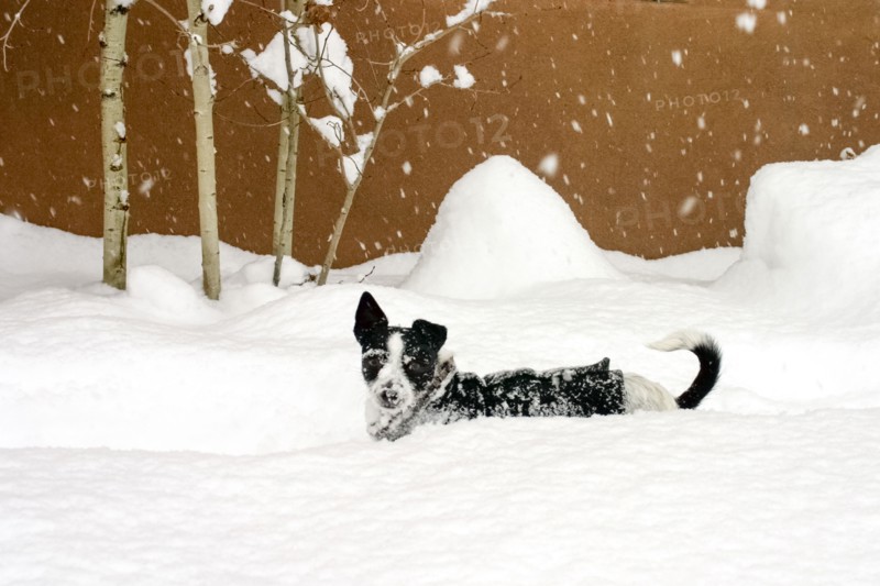 Terrier playing in deep snow