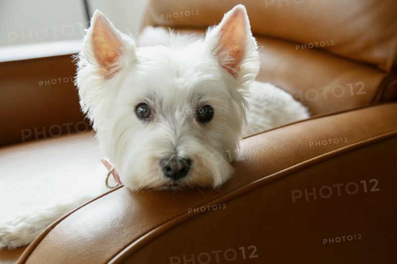 West Highland White terrier resting in armchair
