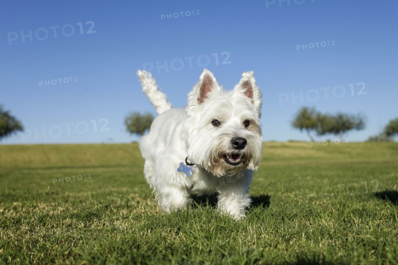 White dog running on grass on sunny day
