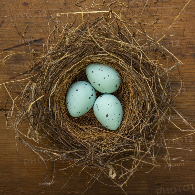 Three blue eggs in birds nest