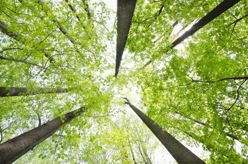 Low angle view of Yellow Poplar and Sugar Maple trees in springtime