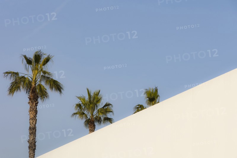 Palm trees against clear sky