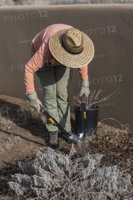 Woman pruning plant in desert garden