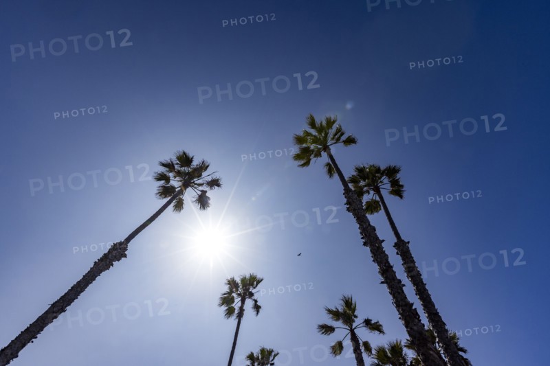 Low angle view of palm trees against sunny sky