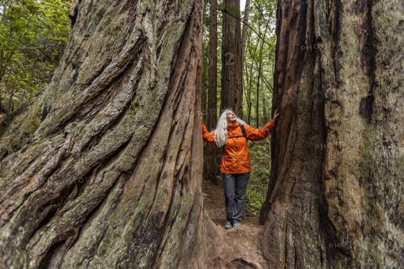 Senior woman touching large redwood trees on hike