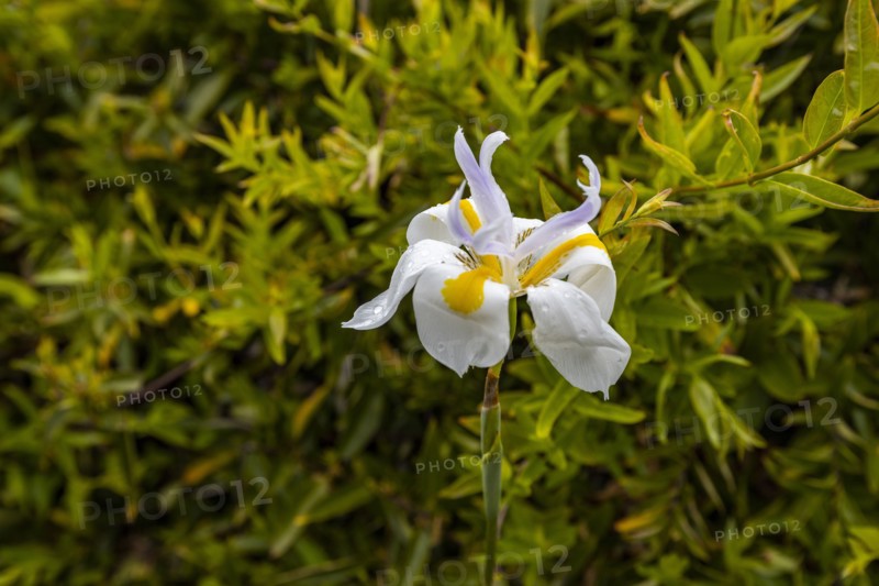 Close-up of white wild iris flower