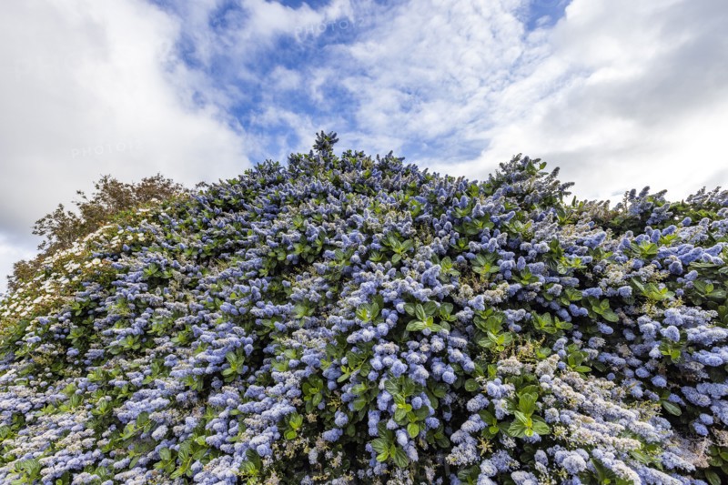 Blue blossom plant blooming in springtime