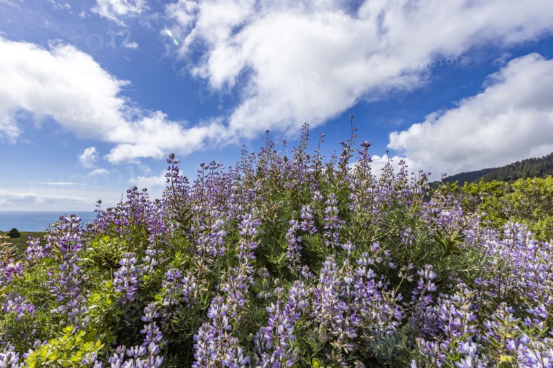 Bush with purple flowers on hillside