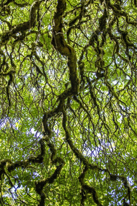Low angle view of large tree branches