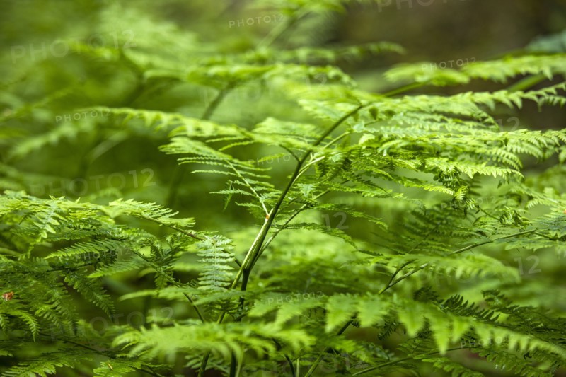 Close-up of fern leaves in forest