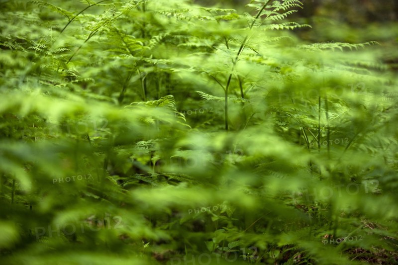 Close-up of fern leaves in forest
