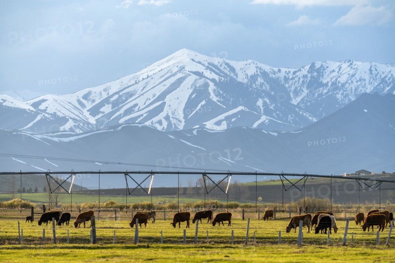 Domestic animals grazing in pasture near mountains