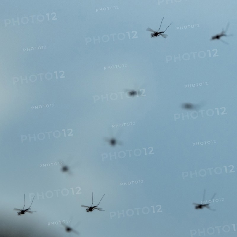 Group of mosquitos against blue sky