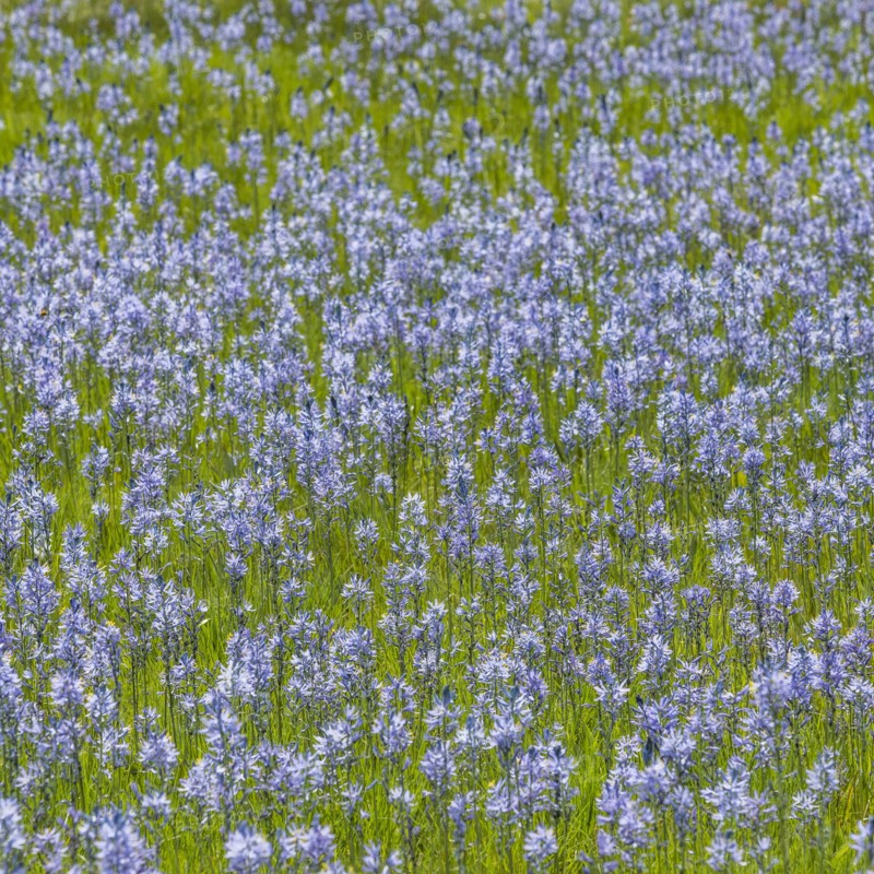 Camas flowers in full bloom in meadow