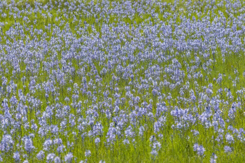 Camas flowers in full bloom in meadow