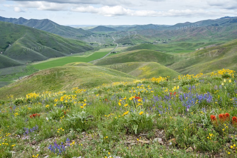 Scenic landscape with wildflowers along Carbonate Mountain Trail