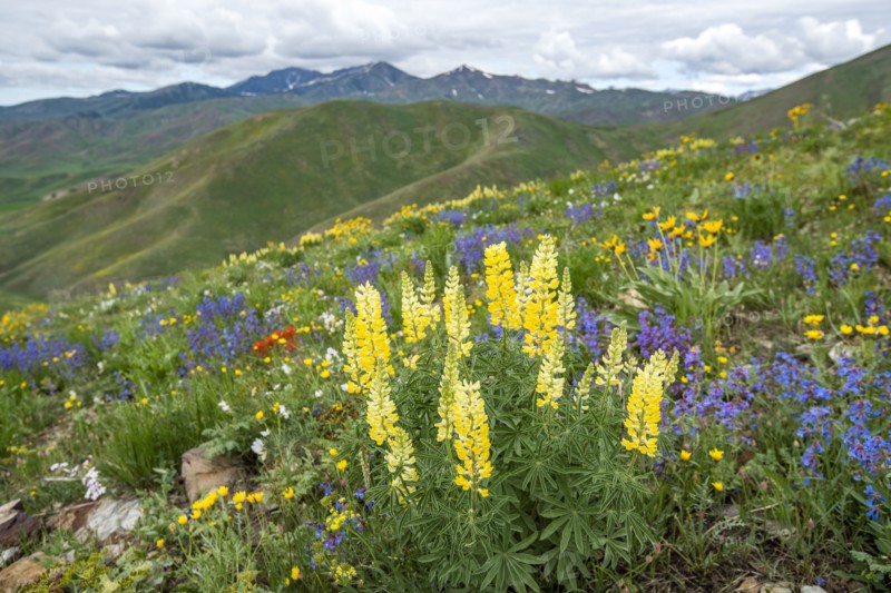 Scenic landscape with wildflowers along Carbonate Mountain Trail