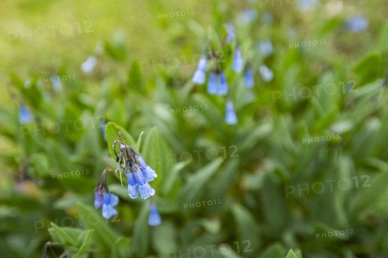 Close-up of blue wildflowers along Carbonate Mountain Trail