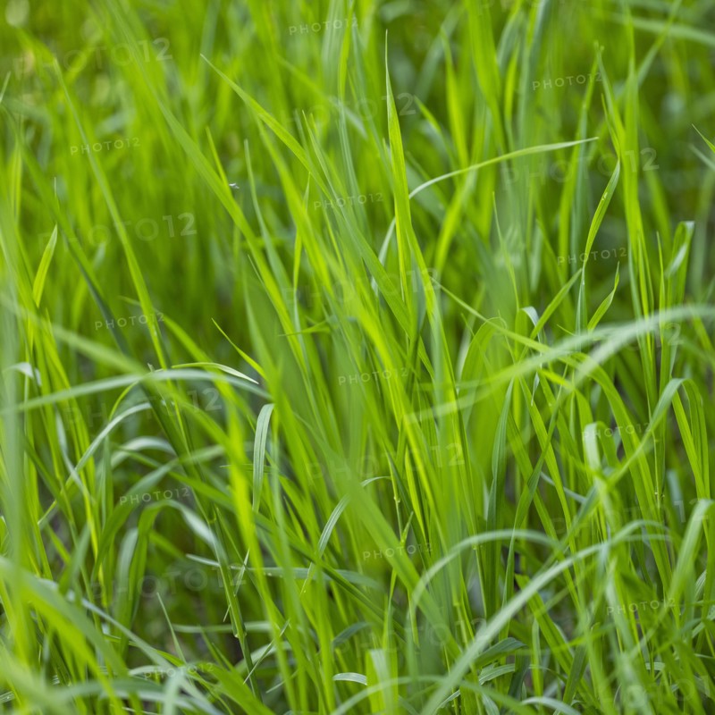 Full frame of green blades of grass