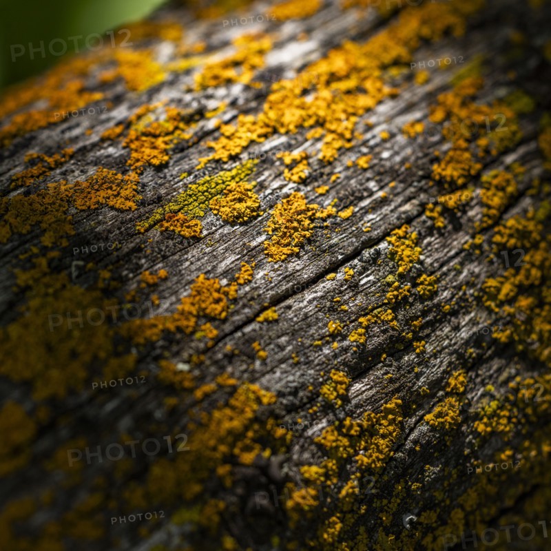Close-up of lichen growing on wooden fence railing