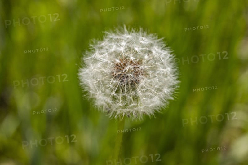 Close-up of dandelion seed pod in meadow