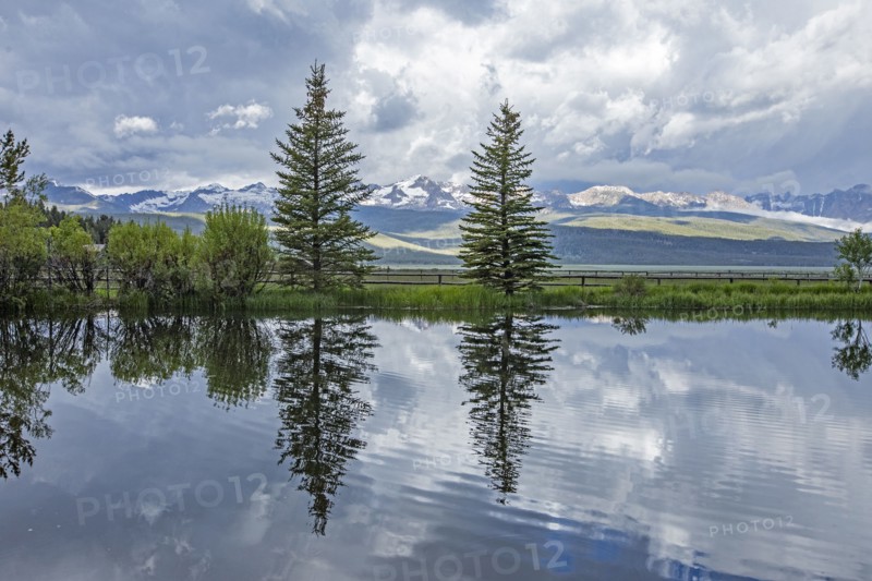 Pine trees reflected in pond on sunny day