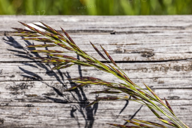 Close-up of plant on wooden surface