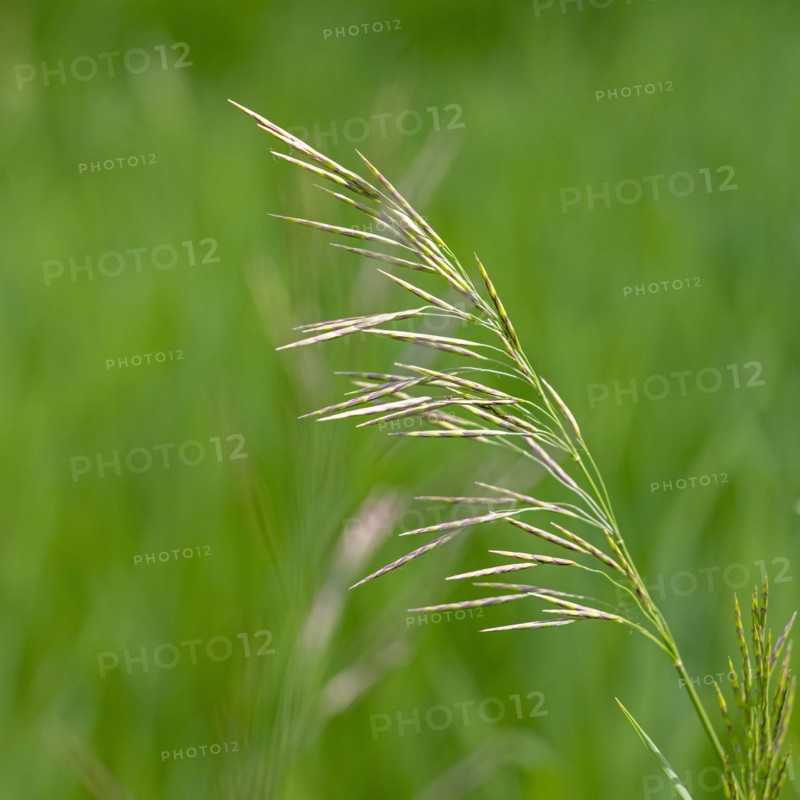 Close-up of green plant in meadow
