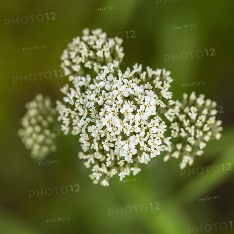 Close-up of white wildflower in bloom